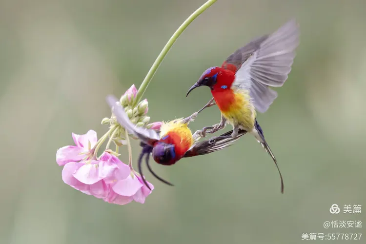 五色灵禽"桐花凤"